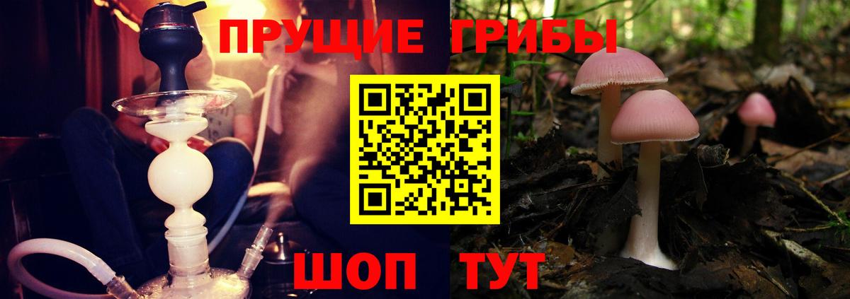 Новоалександровск  Псилоцибиновые грибы MAGIC MUSHROOMS  купить наркотик  Вход с VPN  Псилоцибиновые грибы прущие грибы 